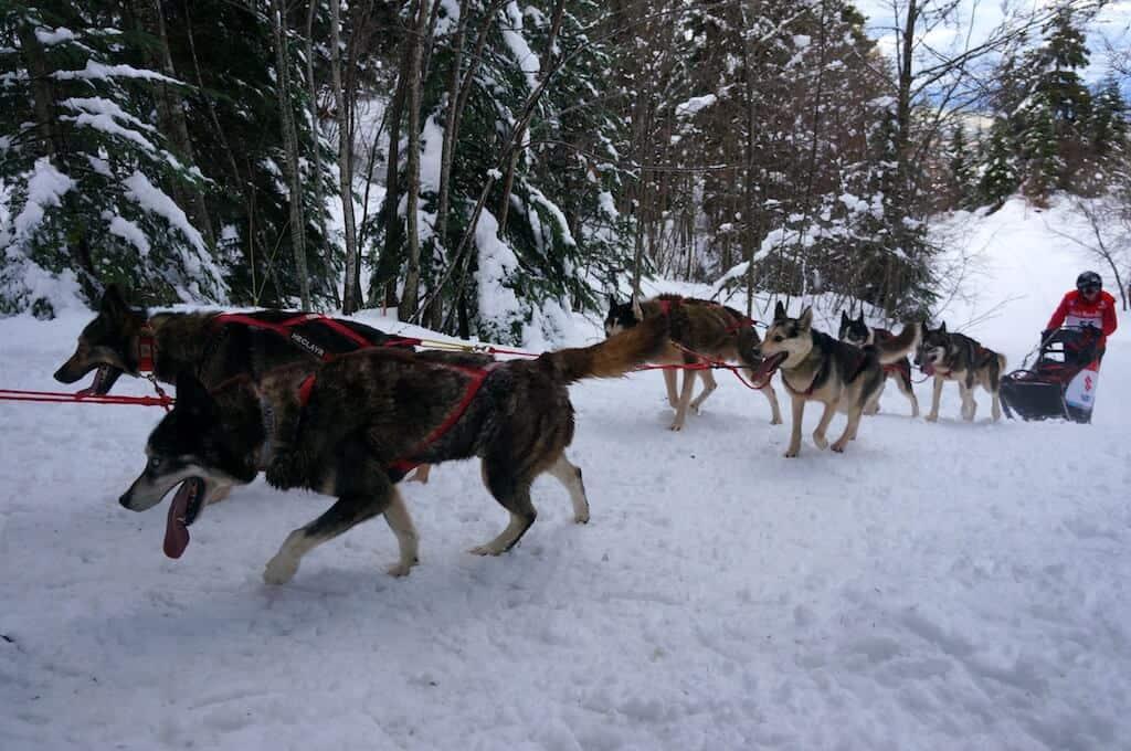 The Great Odyssey, Husky