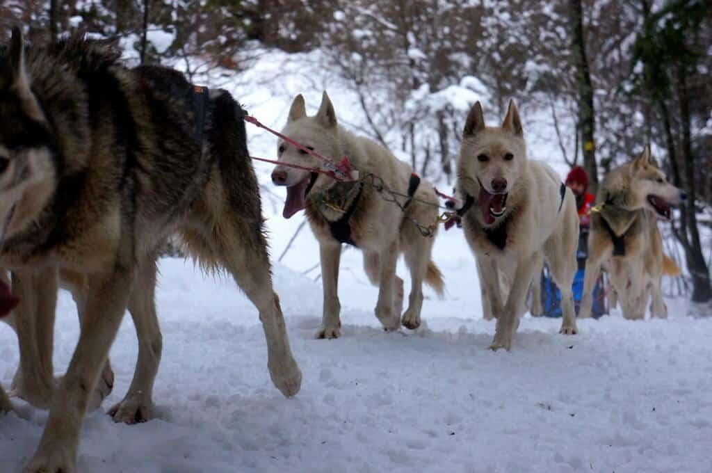 The Great Odyssey, dogs