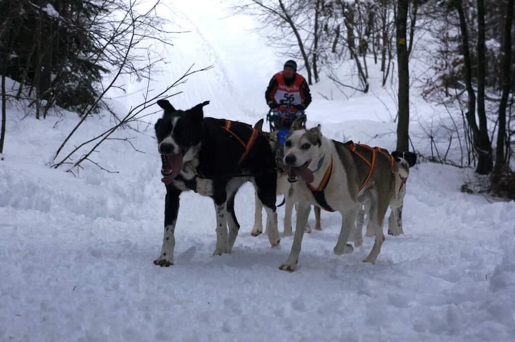 The Great Odyssey, dogs