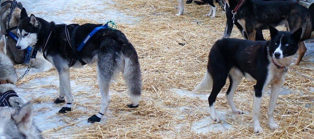 Husky at Les Gets, The Great Odyssey Savoie Mont Blanc