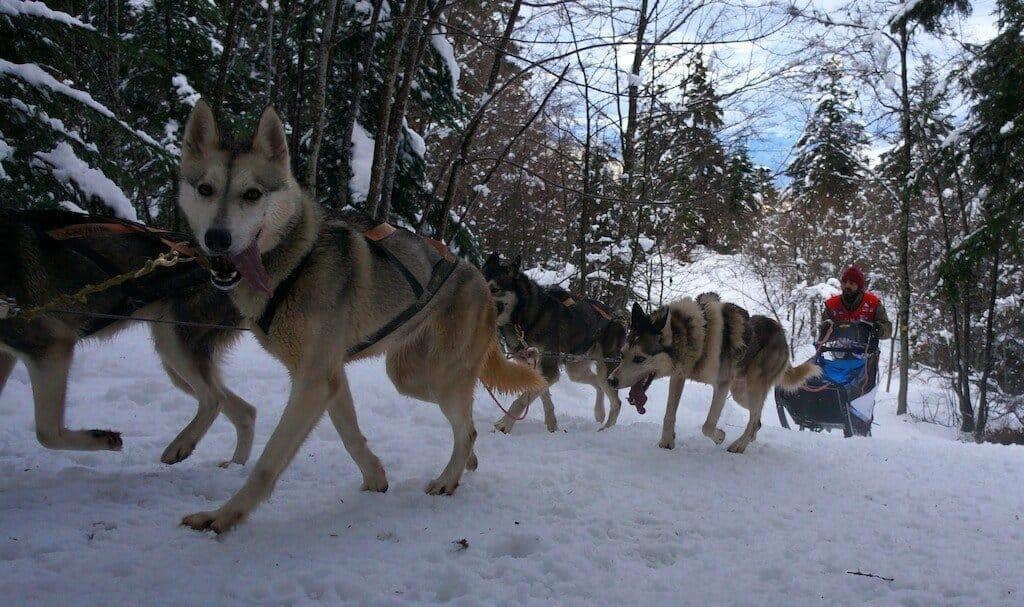 The Great Odyssey, dogs