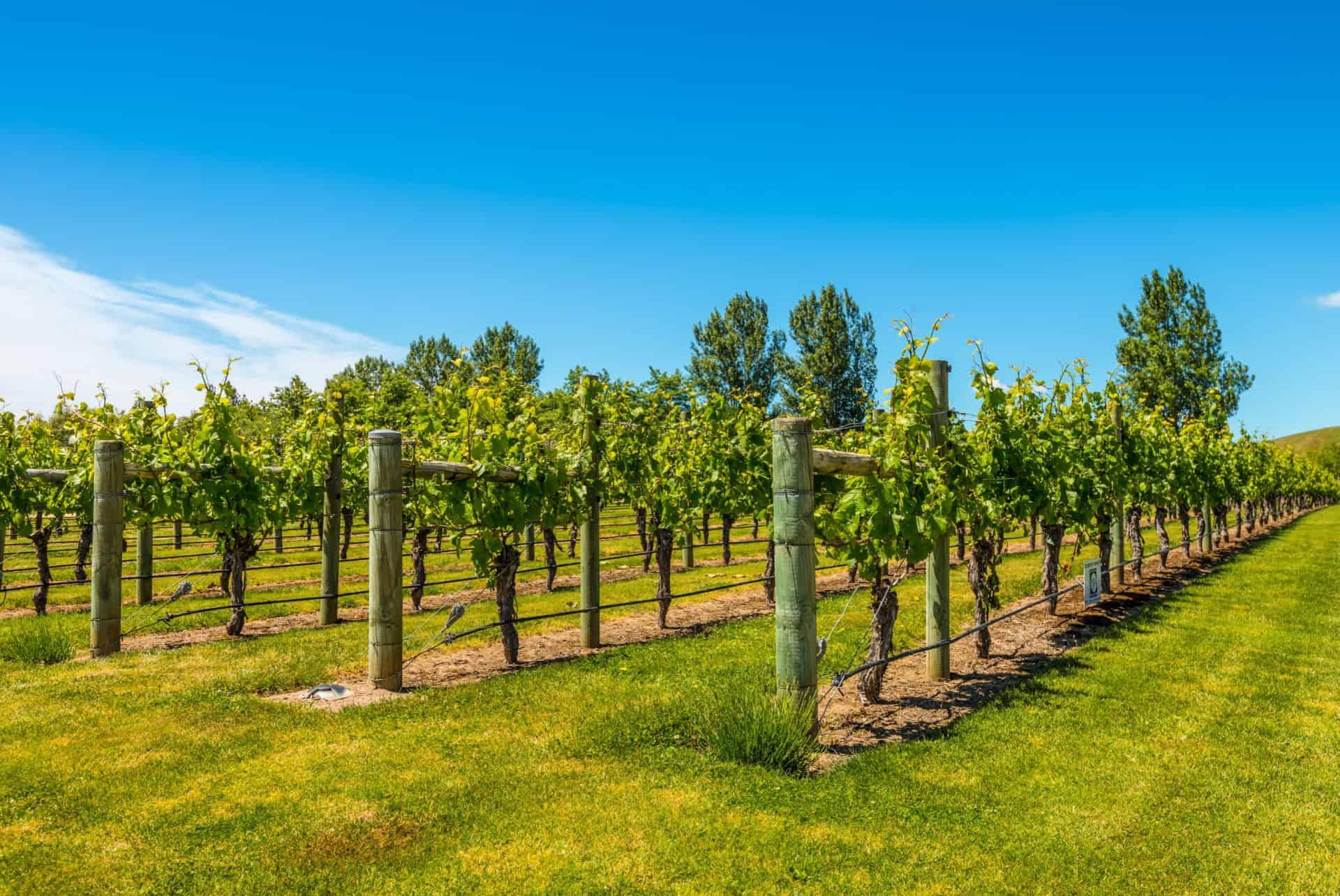 napier vineyard new zealand
