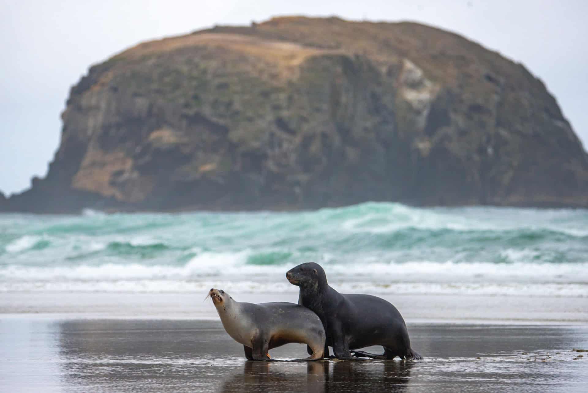 sea lions otago peninsula new zealand