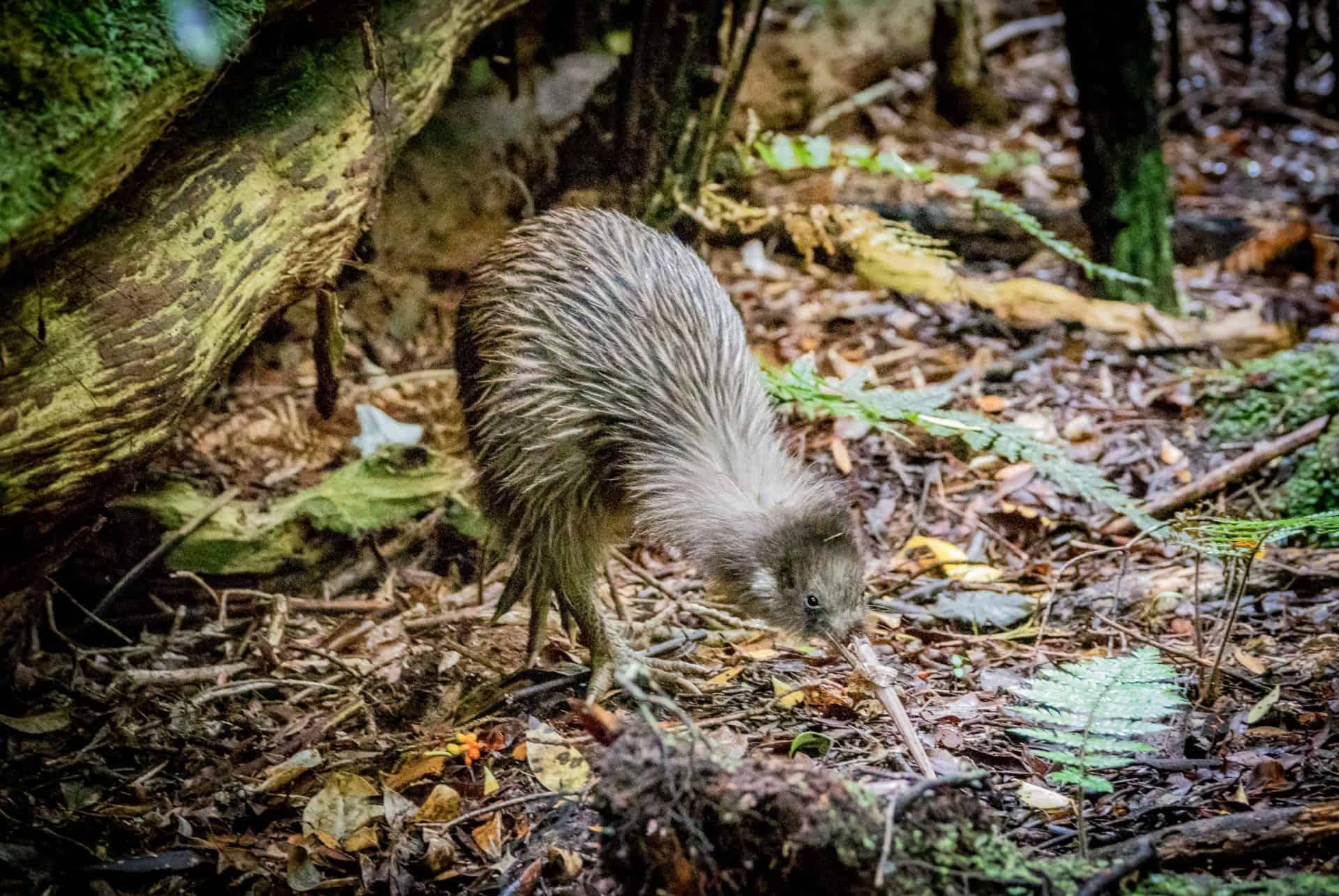 kiwi new zealand