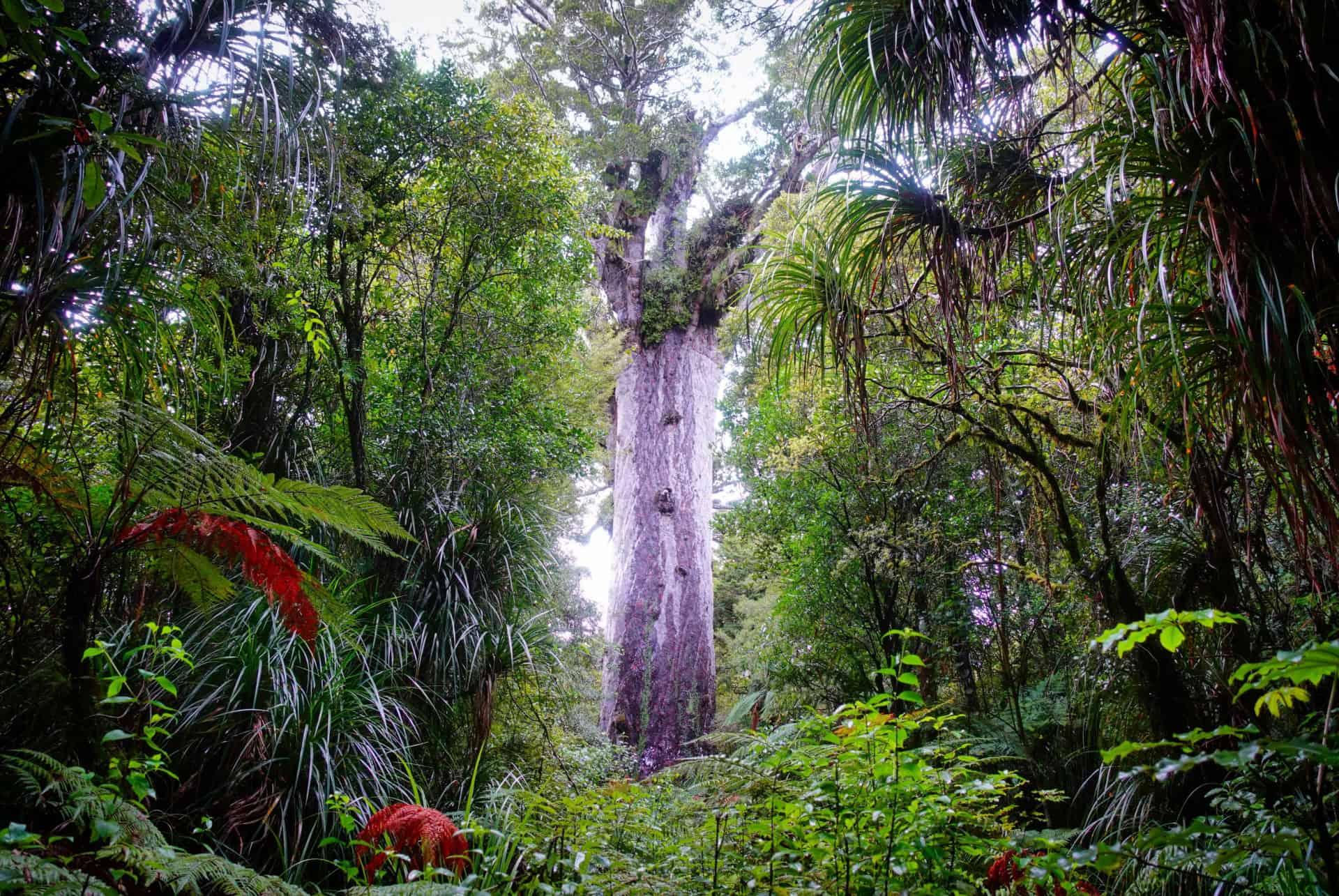 waipoua forest
