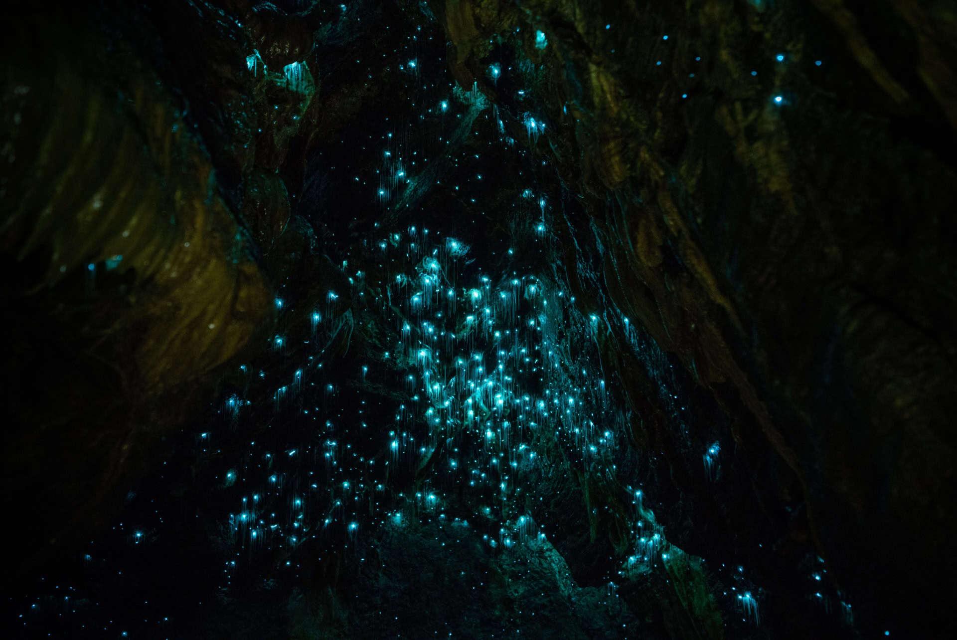 waitomo caves new zealand