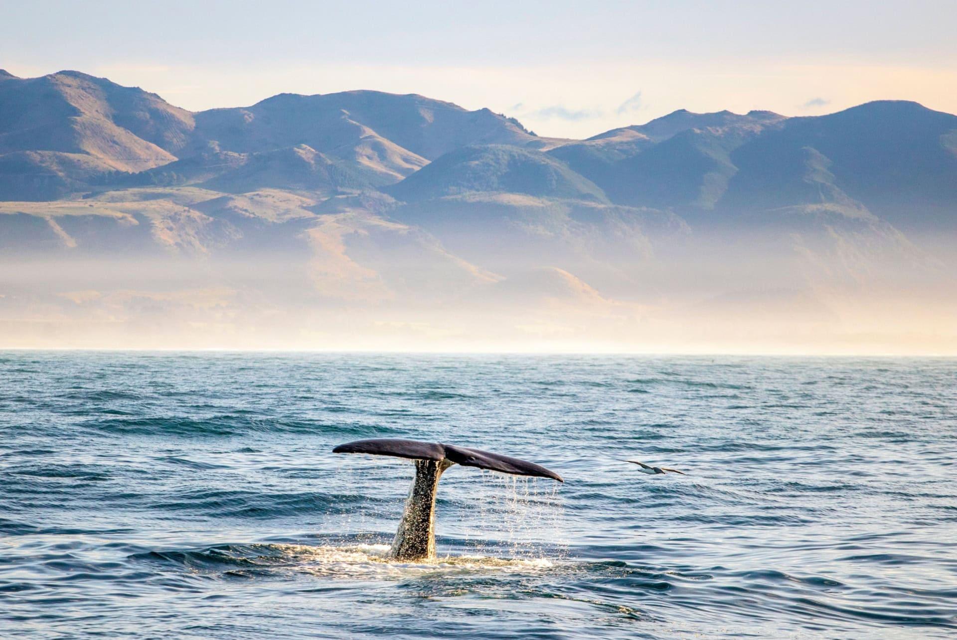 kaikoura whale new zealand