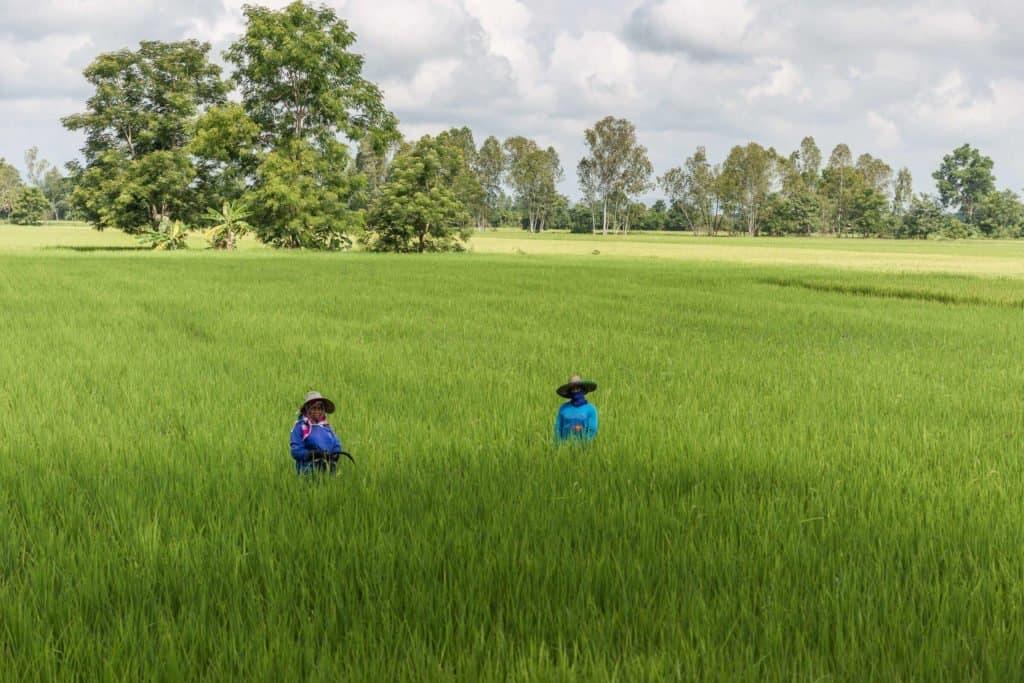 Thailand, Asia, travel,