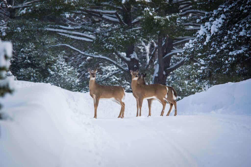 Canada, Quebec, road trip, travel, winter