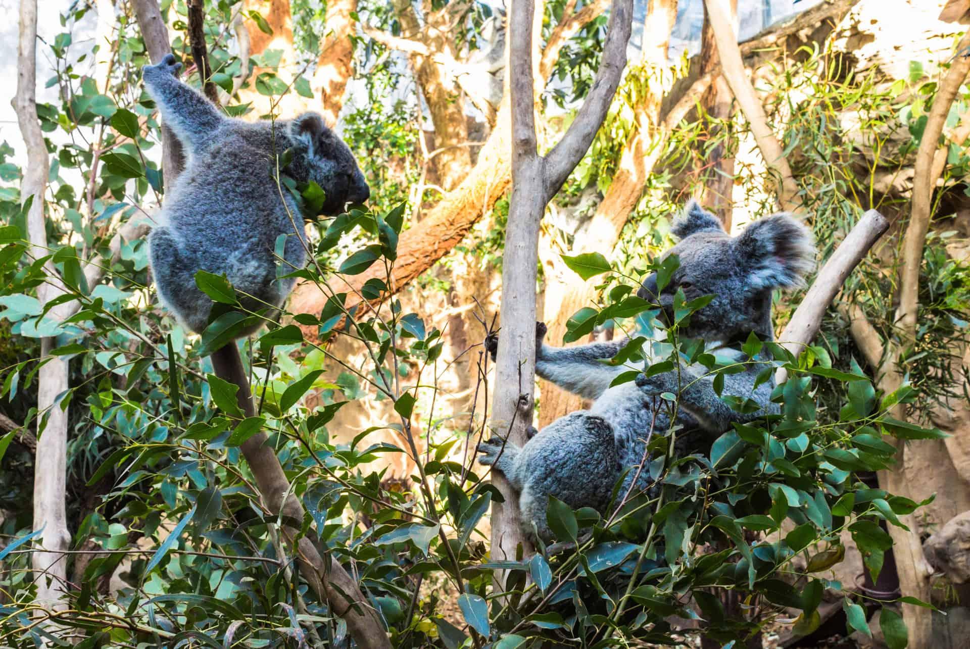 Sydney Zoo pass