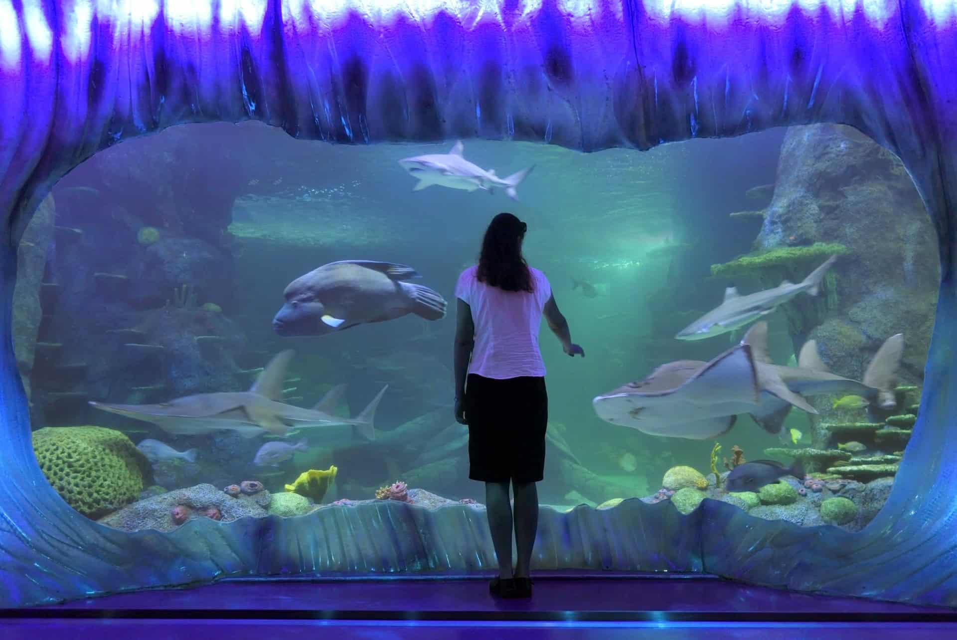 Sydney Sea Life Aquarium pass