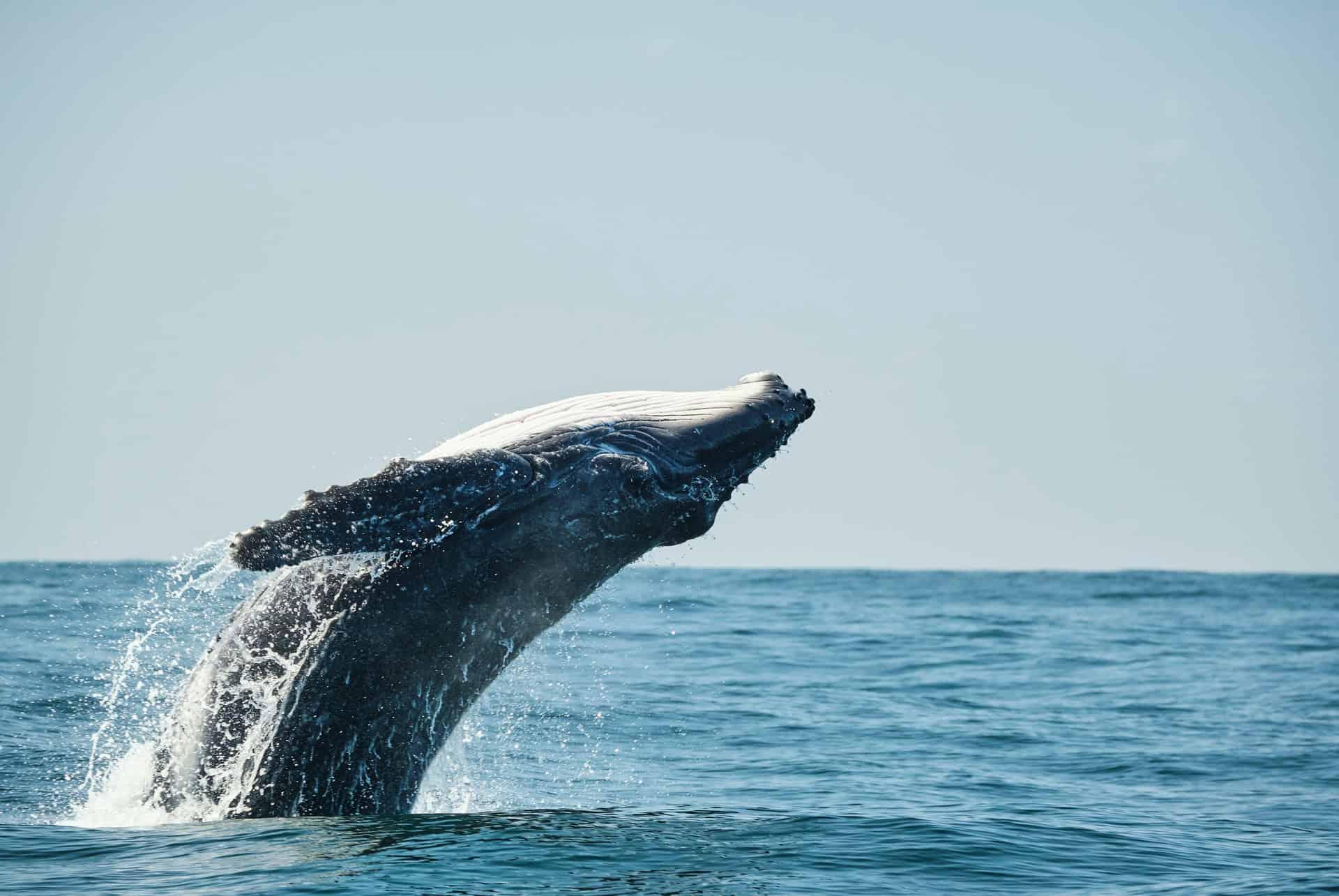 whale watching