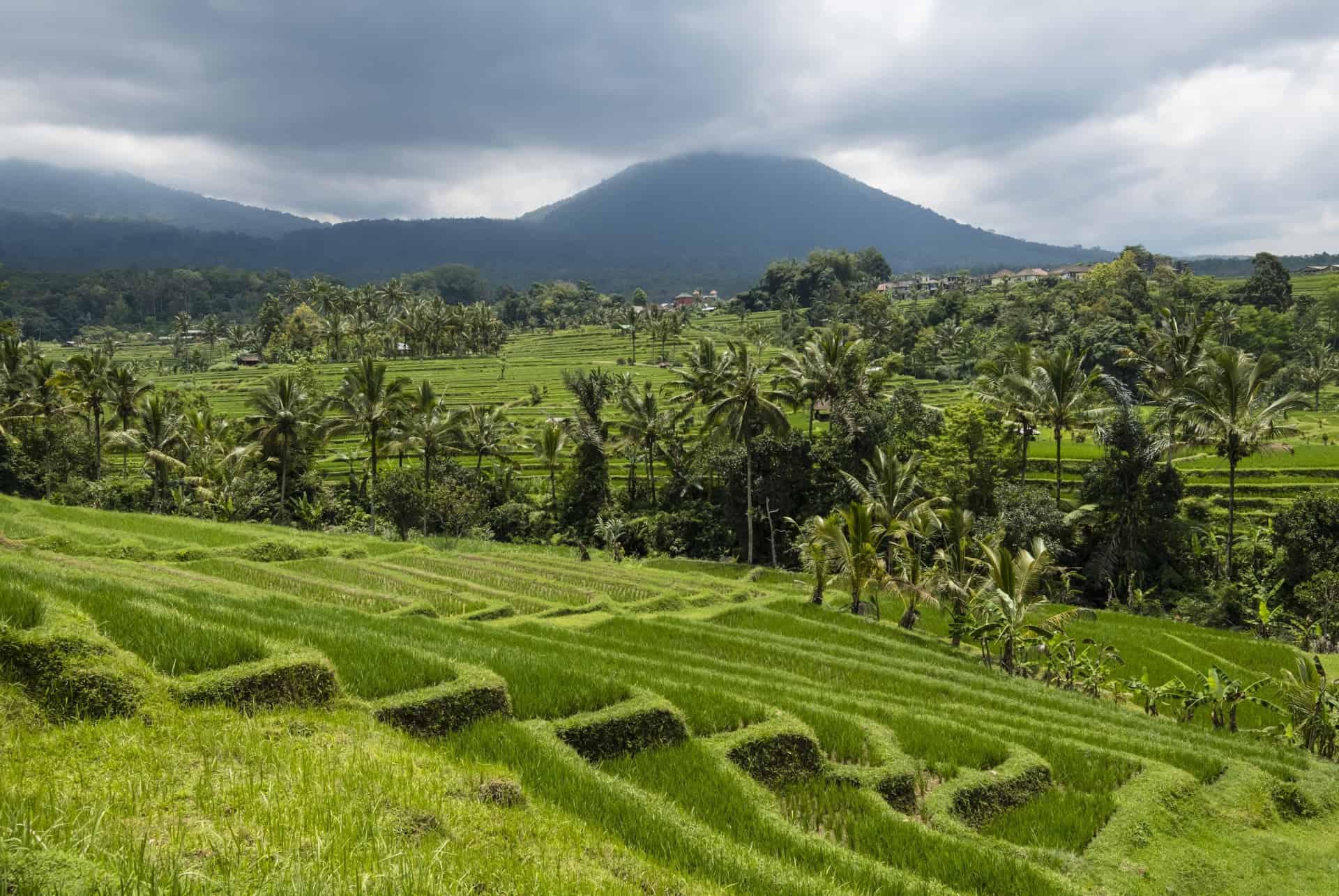 Batukaru volcano Bali