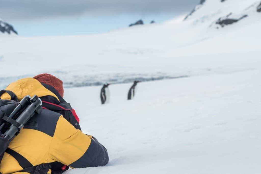 cruise, Antarctica, penguin,