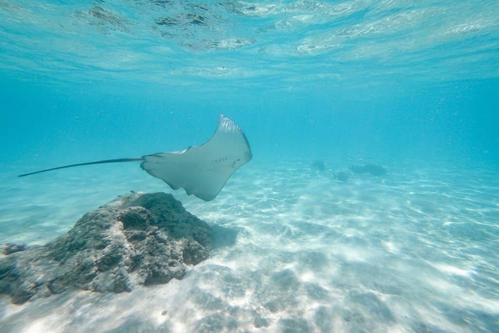 Polynesia, Moorea, Polynesia, Moorea, cruise, diving, ray