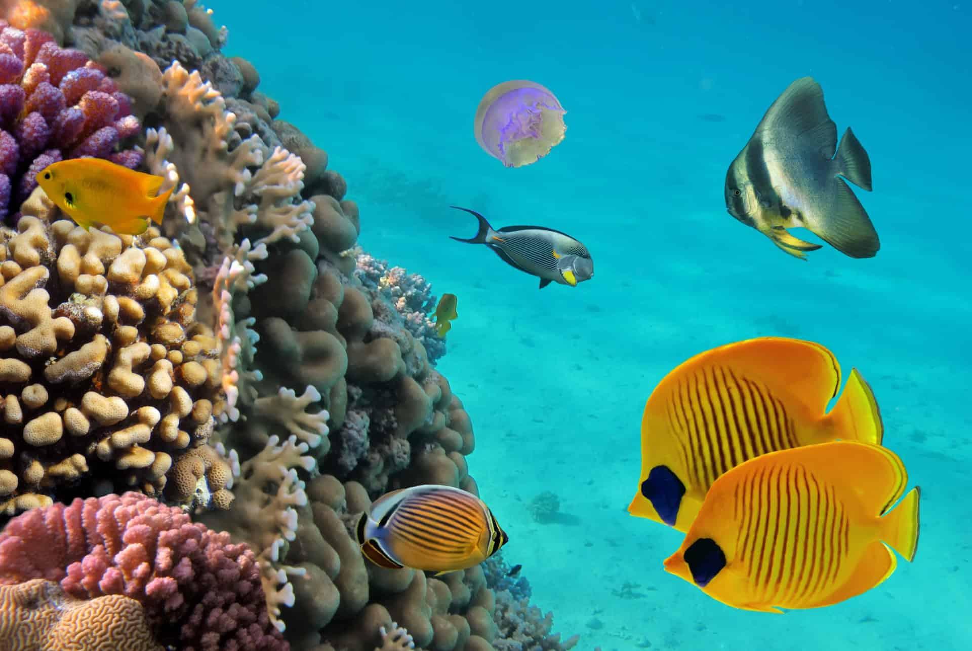Underwater Diving Guadeloupe