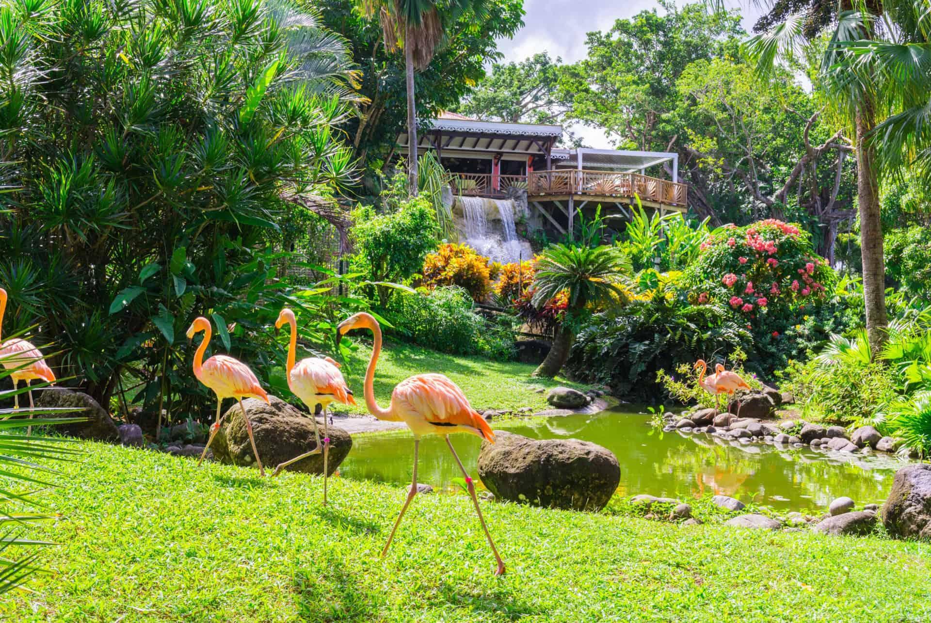 Botanical Garden Deshaies Guadeloupe