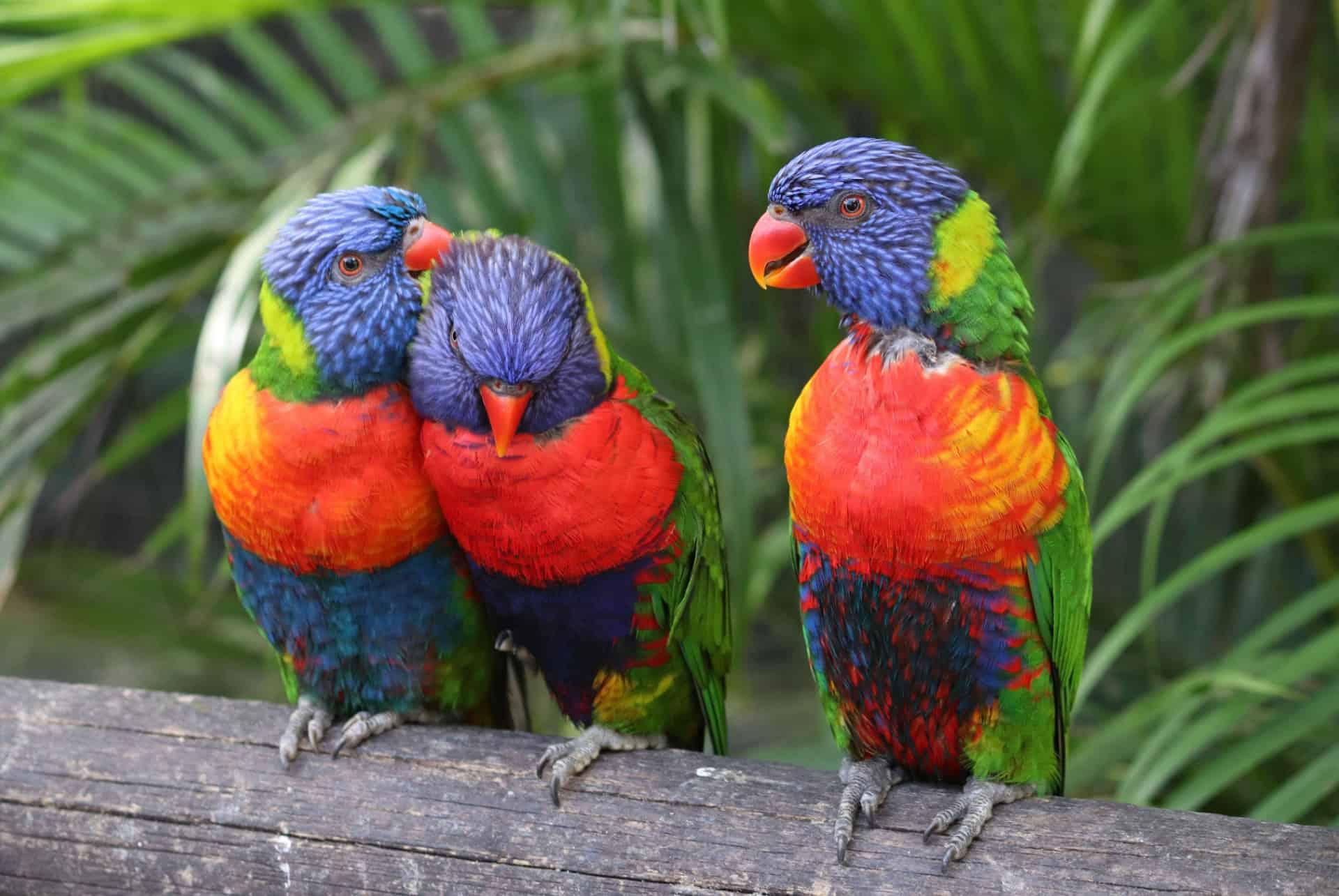 Parrots Botanical Garden Deshaies Guadeloupe