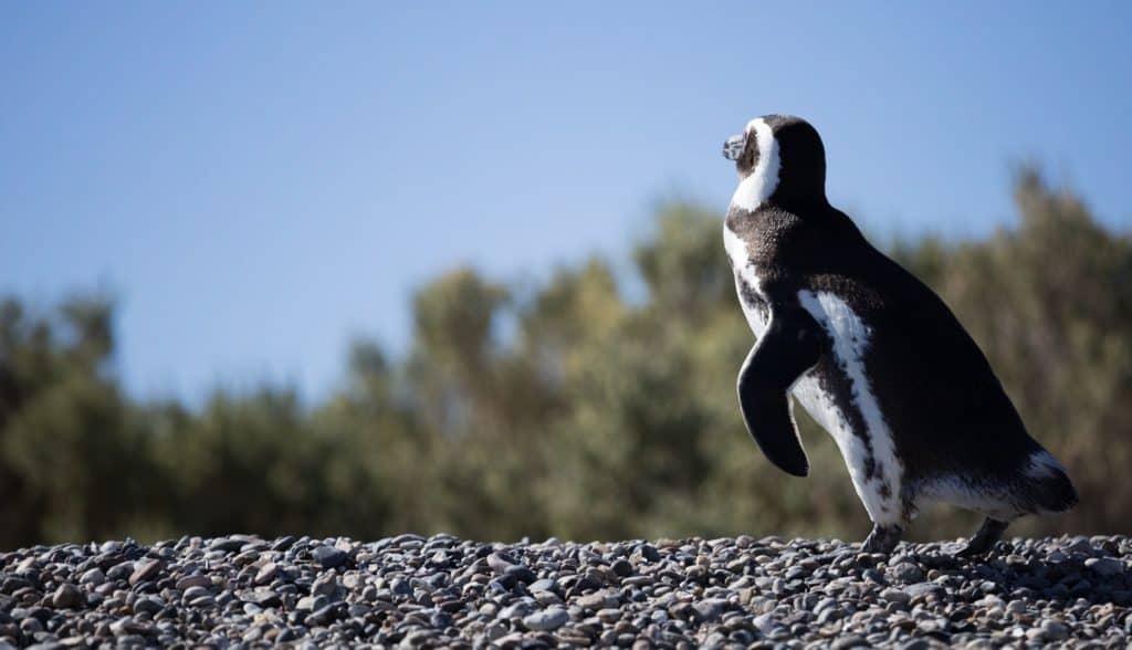 Magellanic penguin, Patagonia