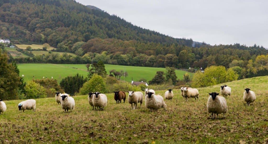 Northern Ireland, Ireland