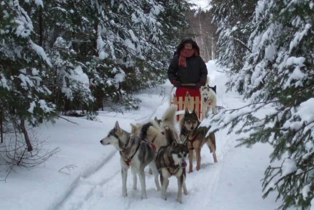 Sled dogs, Quebec, Canada, snow