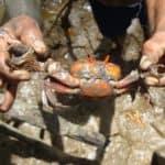 Spider crab