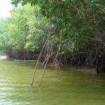 Lost in the mangrove