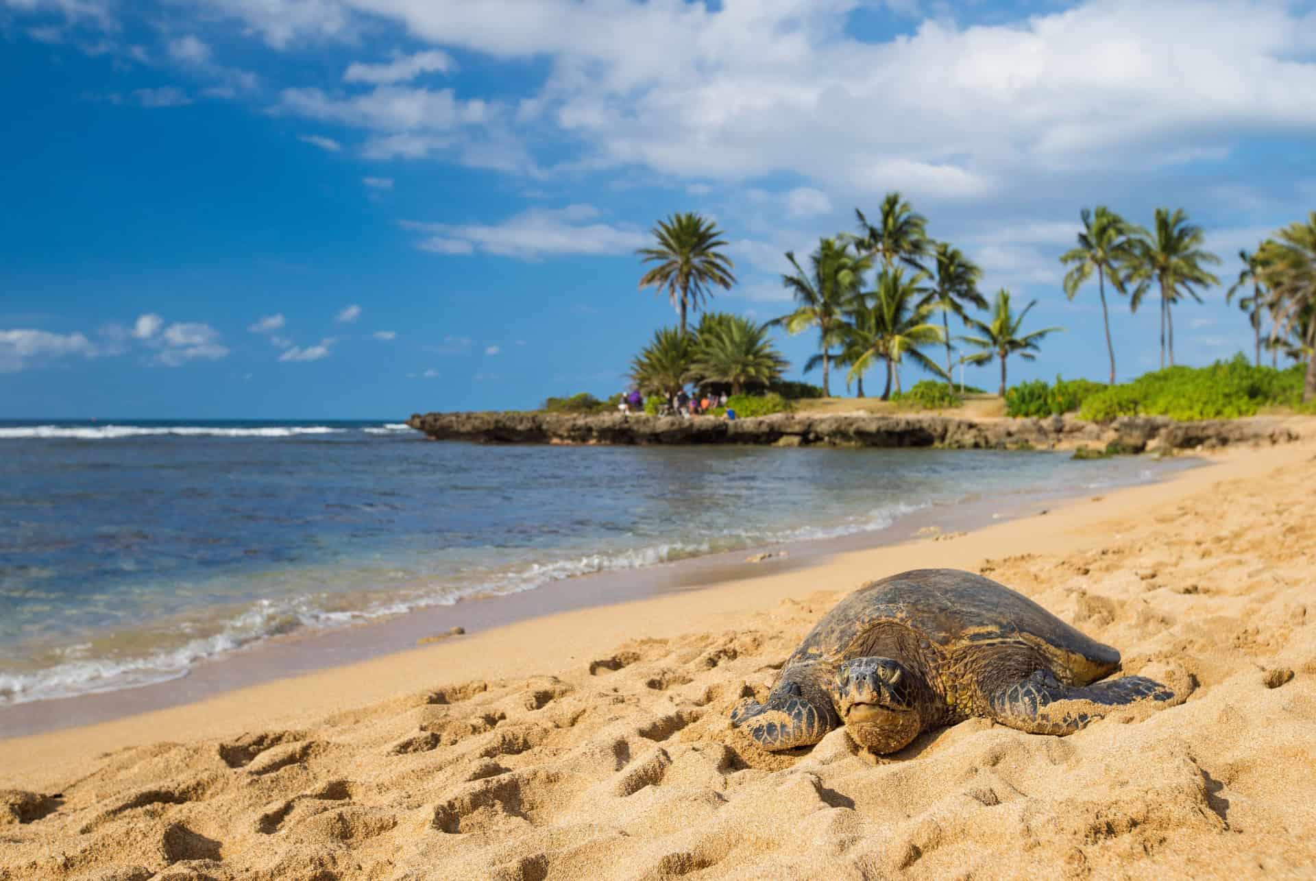 when to go to hawaii beach