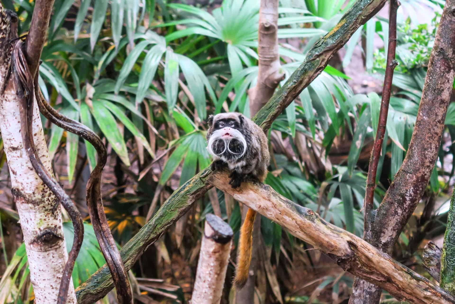 emperor tamarin monkey at the london zoo