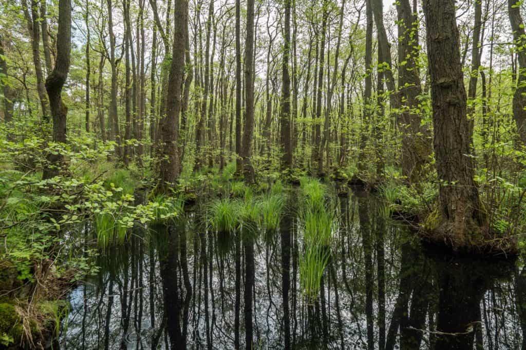 Fischland-Darss-Zingst, Germany, peninsula, nature, road trip