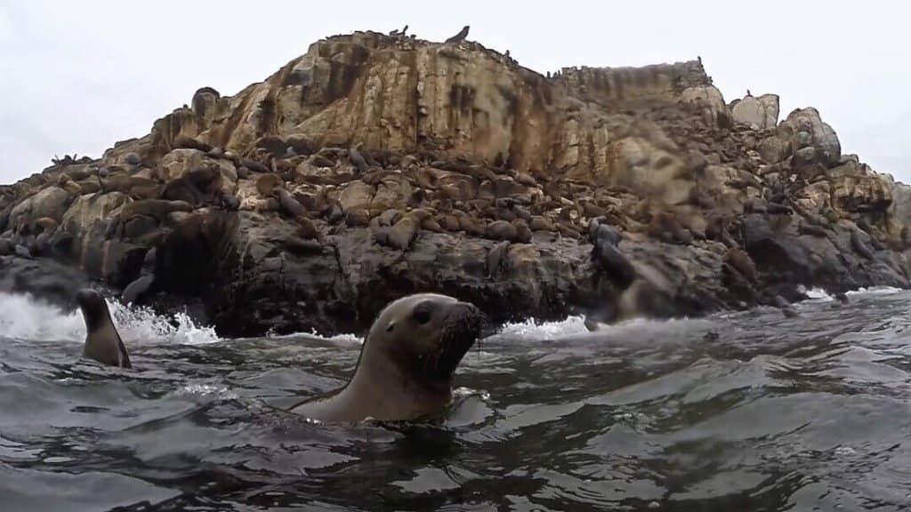 Lima, Callao, sea lions