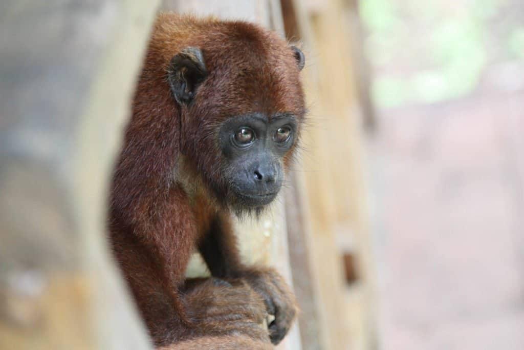 photo, travel, Peru, South America
