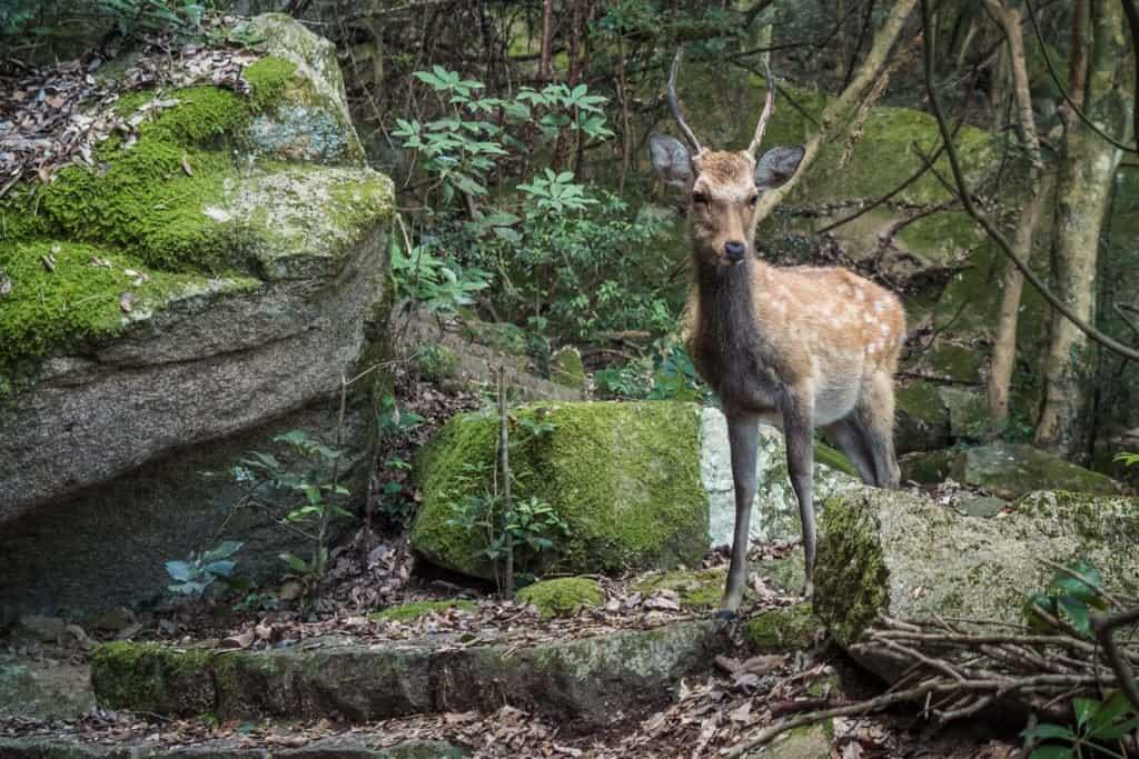 Japan, Miyajima, travel