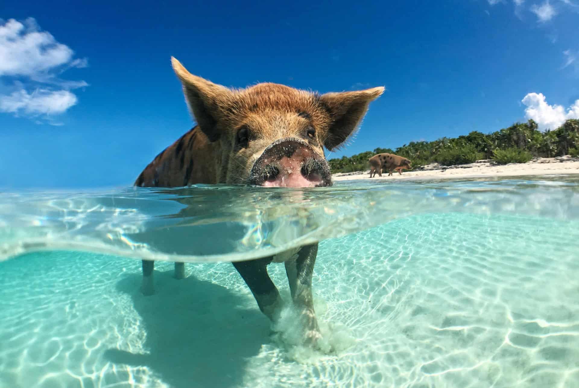 swimming pigs Exuma Cays