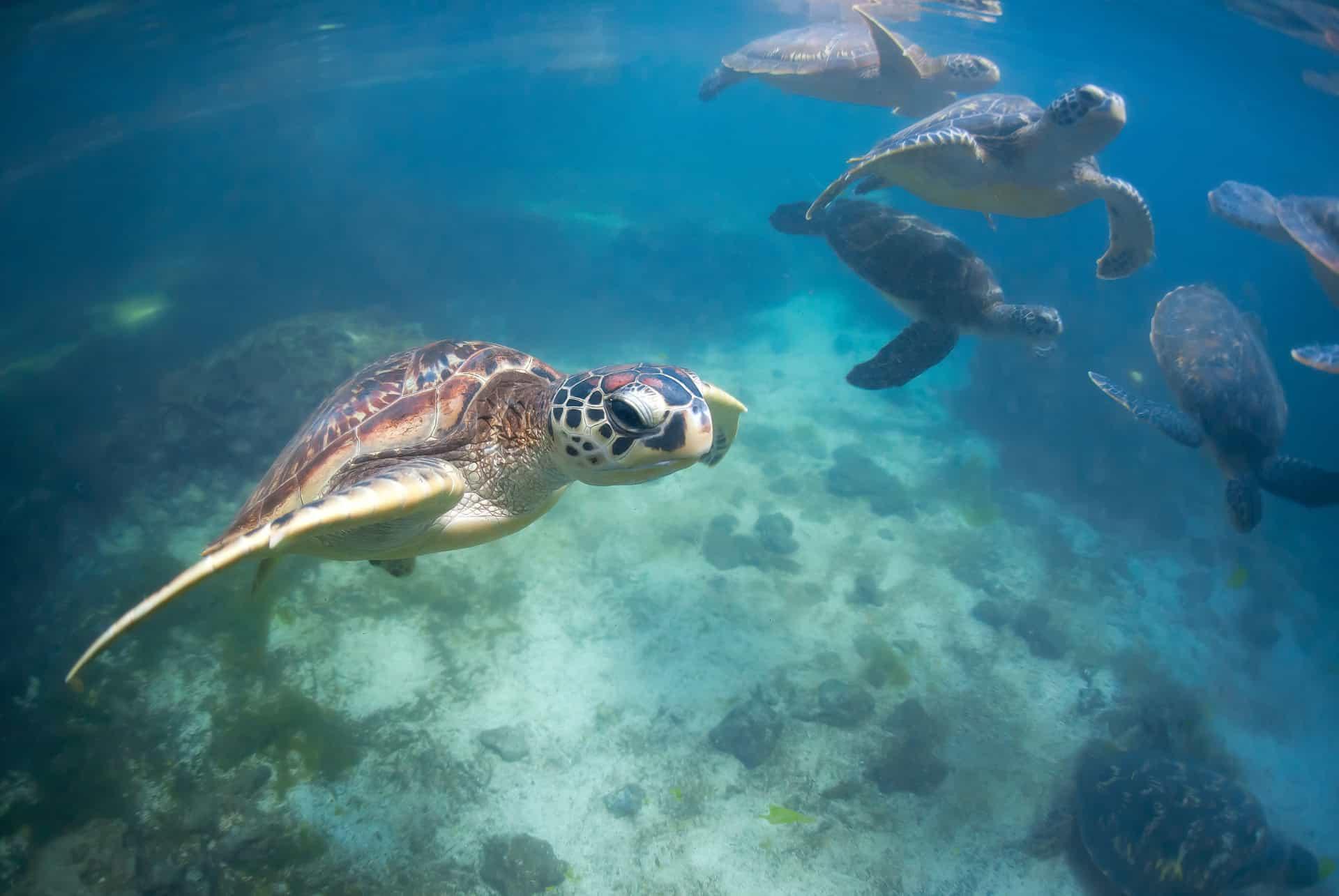 what to do in zanzibar turtles