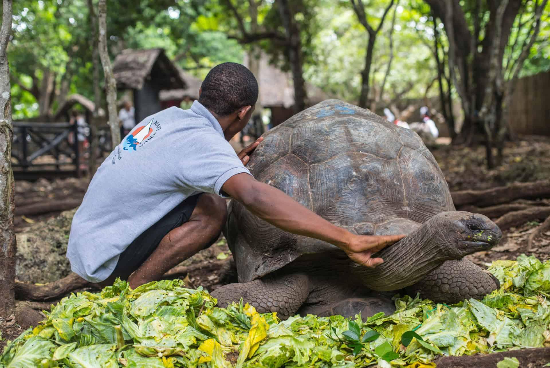 giant tortoises prison island
