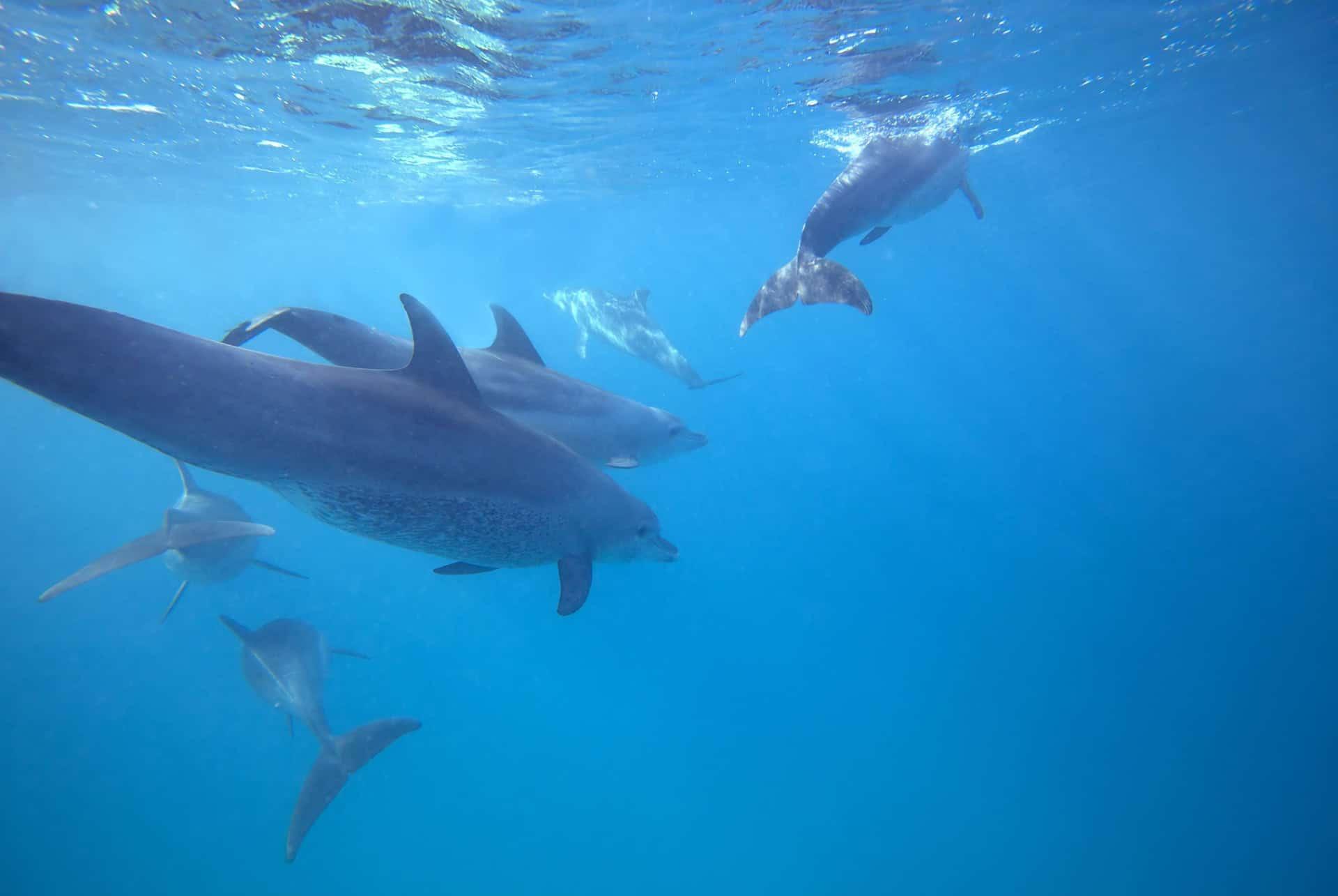 dolphins zanzibar