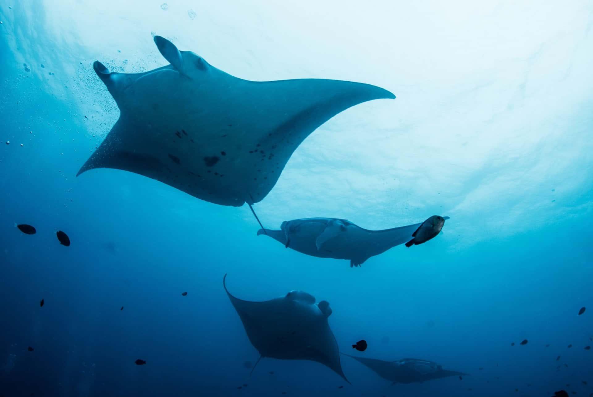 manta rays