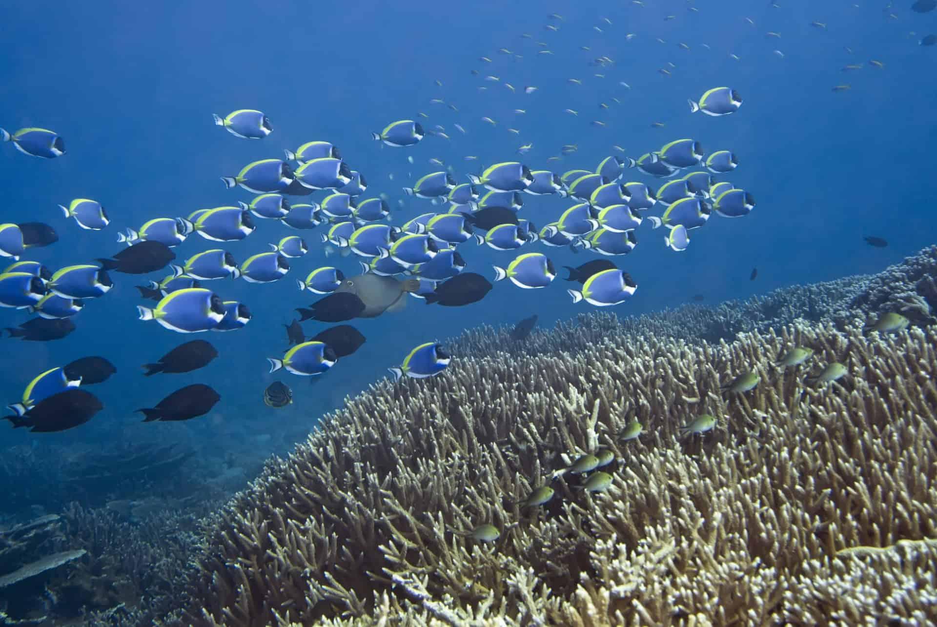 addu atoll south